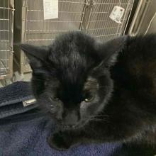 lost cat, found cat, lost pets portland, missing cat, missing black cat, cat, black cat