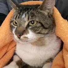 Close up of cat with a tabby coat on head and white chest covered in an orange towel