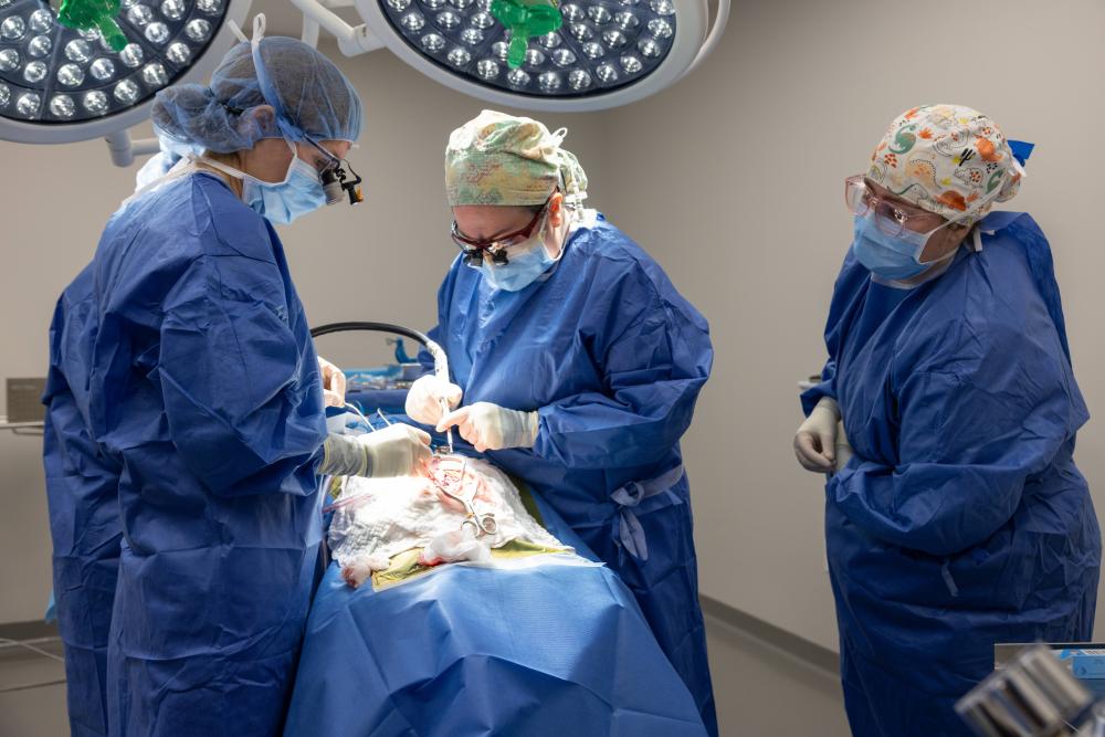 DoveLewis Neurologists performing brain surgery on Tuba