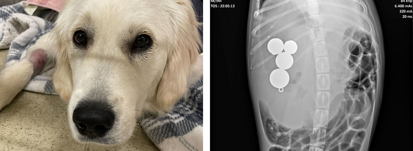 dog radiographs