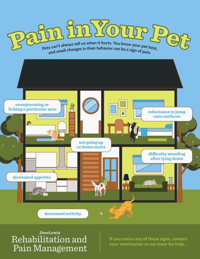 pain in pets