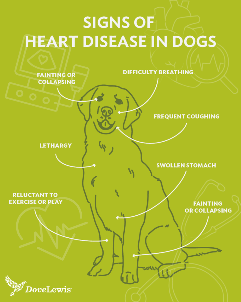 signs of heart disease in dogs graphic