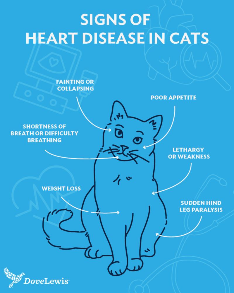 signs of heart disease in cats graphic