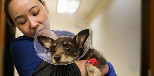 24 hour vet for dogs