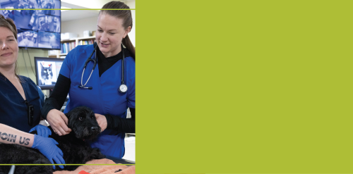 veterinary residency