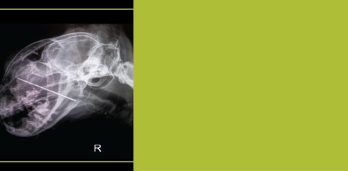 Emergency Critical Care Residency