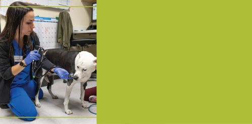 veterinary residency program