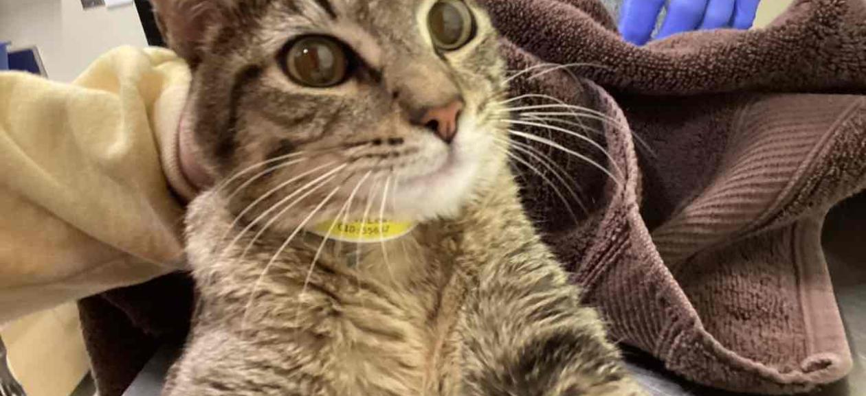 FOUND CAT: Adult Male Domestic Shorthair Tabby - MCD13199