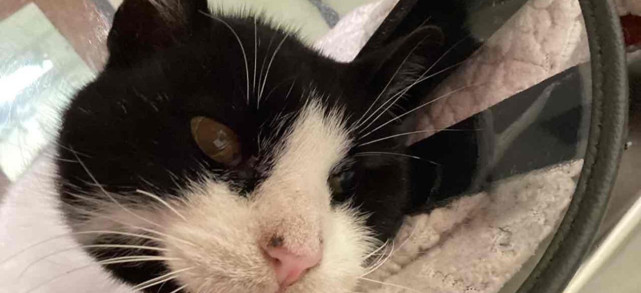 FOUND CAT: Adult Male Neutered Shorthair Tuxedo - MGD14150