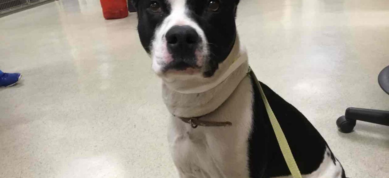 A black and white staffordshire terrier type dog is sitting, looking directly at camera