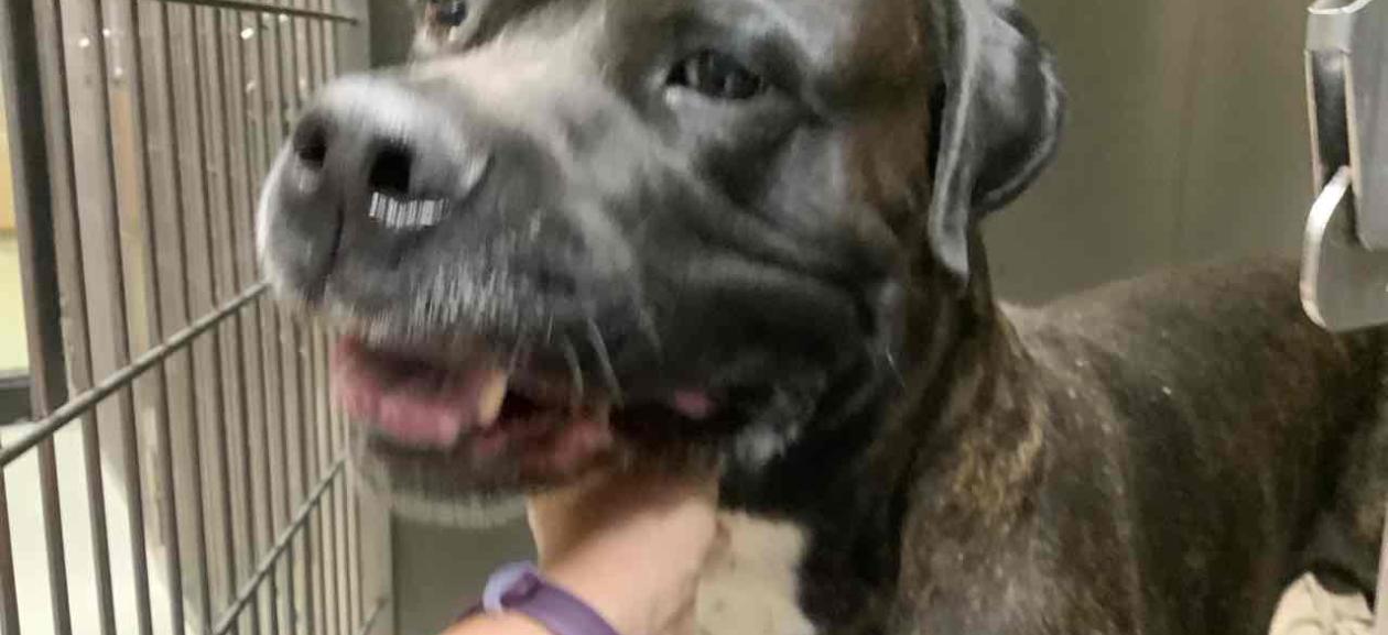 MGD6366 Brindle White Chested Mastiff