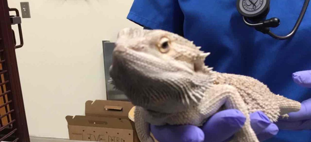 Found Bearded Dragon Oregon City CGD1172