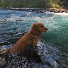 Paws on the Trail: Hiking Safely and Happily with Your Adventure-Loving Pet!