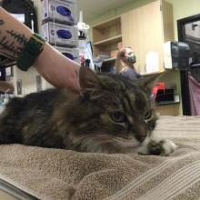 Brown Tabby Cat with white paws