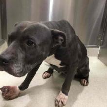 A female intact American Pit Bull with gray coat and white chest/paws 