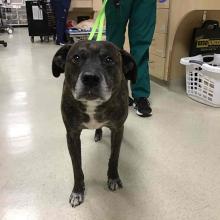 A male neutered pit bull m