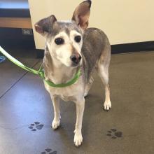 Found Grey and White Dog