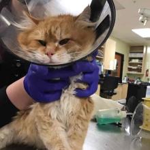 Orange tabby cat with long hair