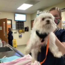 White Adult Male Maltese Mix 