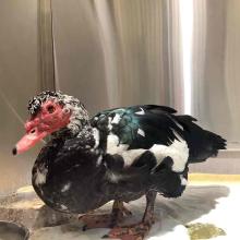 Lost pets Portland, lost pets clackamas, lost duck, green, black, white duck, red face