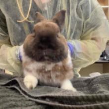 Portland lost pets, tan rabbit