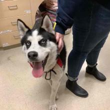 Lost husky, portland, lost pets, dog, lost, male