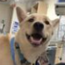 Close up of a young yellow mixed breed dog's face. He has pointed ears, an open mouth, and is in an ER.