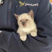 YOUNG FEMALE SIAMESE KITTEN