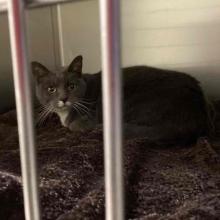 YOUNG ADULT FEMALE GRAY/WHITE DSH