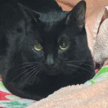 An adult black cat with yellow eyes in laying on a pink and green blanket