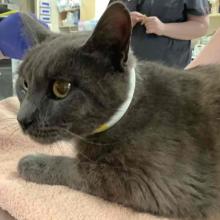 Close up of grey cat laying on peach towel with patient collar around neck