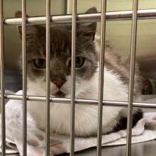 tabby cat with white chin and chest sitting on white towel in patient kennel