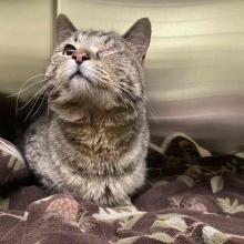  YOUNG ADULT MALE DSH TABBY CAT