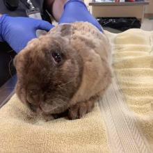  YOUNG ADULT MALE BROWN/TAN REX RABBIT