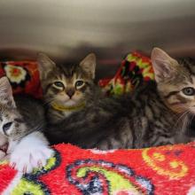 FOUND KITTENS: Two Young Male and One Young Female Tabby Domestic Shorthair - WGD13552 - WGD13553 - WGD13554