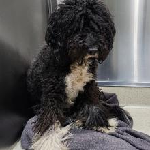 FOUND PET Adult Female Black Labradoodle - MGD13540