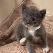 a grey kitten with white paws and chest, right eye is swollen shut