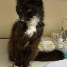 black and white cat sitting on an exam table