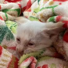 White kitten wrapped in a multicolored blanket