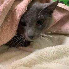 grey cat in a pink blanket 