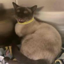 A Brown and tawny Siamese cat hissing in it's kennel