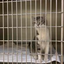 FOUND CAT: Young Adult Female Intact Domestic Shorthair Brown/White Tabby  - MGD13521