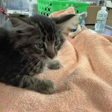   YOUNG FEMALE DLH TABBY KITTEN