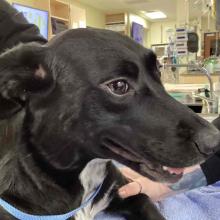 YOUNG FEMALE BLACK/WHITE LAB MIX 