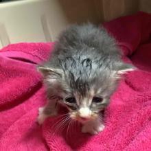 YOUNG FEMALE GRAY/WHITE TABBY KITTEN