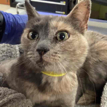 Dilute Tortie cat laying on grey towel