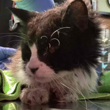 Black and white domestic long hair cat; cat is white around snout, with black mark on tip of nose and black fur around rest of head; paws are white.