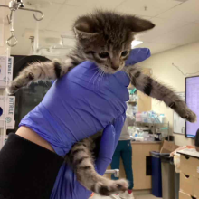 A tiny brown tabby kitten is grasped in a technician's blue gloved hands