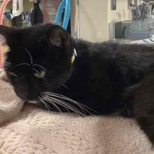 Black cat with white neck and feet markings, white whiskers.