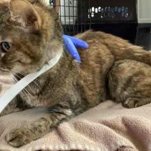 Torbie cat sitting on peach towel with an ER patient collar